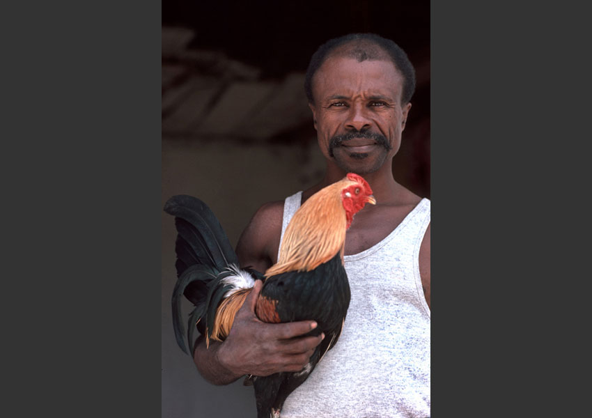 Paysan et son coq, Haïti 1985.